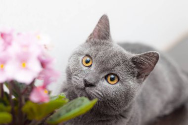 Kedi ve ev çiçeği bir tencerede. Emziriyorum. Hayvanlar ve ev çiçekleri hakkında makale. Kediler için ev çiçekleri zararlı. Gri İngiliz kedisi