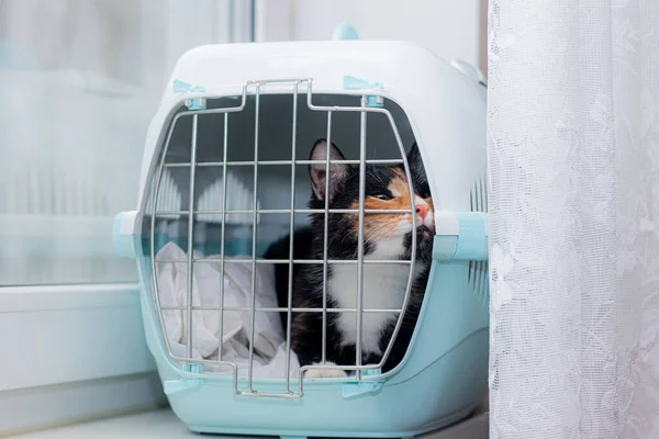 The cat sits in a carrier for animals . A pet. Transportation of animals. Article about animal transportation. Adult tortoiseshell cat. The safety of the pet