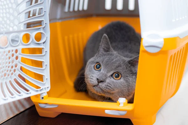 Die Katze Sitzt Einem Tiertransporter Haustier Tiertransporte Artikel Über Tiertransporte — Stockfoto