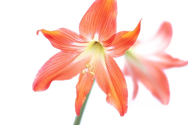 Hippeastrum Flor Roja Flor Aislada Sobre Fondo Blanco Flor Casera — Foto de Stock