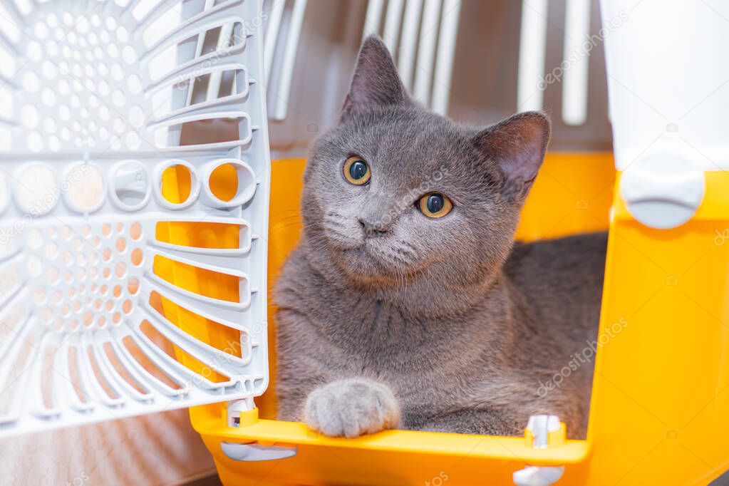 The cat is sitting in an animal carrier . Pet. Transportation of animals. Article about animal transportation. The safety of a pet. Grey British cat