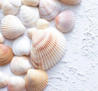 Hafif arka planda kabuklar. Tatille ilgili bir makale. Hafif arkaplan. Deniz kabukları hafif bir arka planda yatar