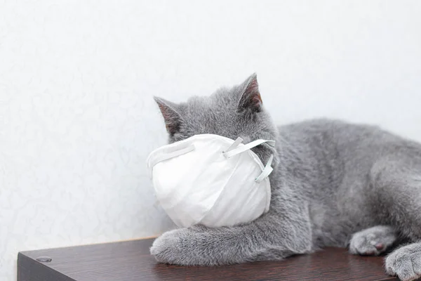 Grey cat in a medical mask . Animal health. Coronavirus. Coronavirus disease in cats and animals . Respiratory protection. No coronavirus. Animal disease