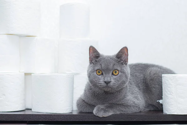 Cat and toilet paper . The General panic on the stock of paper. The lack of toilet paper. Grey British house cat.