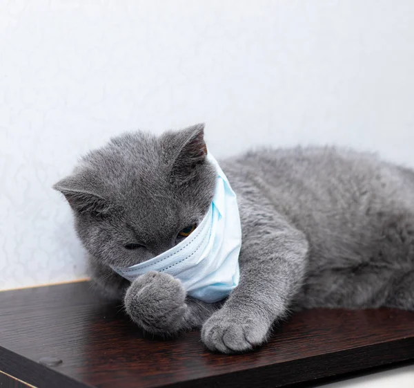 Grey cat in a medical mask . Animal health. Coronavirus. Coronavirus disease in cats and animals . Respiratory protection. No coronavirus. Animal disease