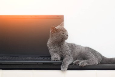 Kedi dizüstü bilgisayarın üzerinde yatıyor. Evcil hayvan. Bilgisayarda çalışıyorum. İngilizleri çiftleştir. Evcil hayvanların boş zamanlarıyla ilgili makale ve reklamlar için stüdyo çekimi kavramı.
