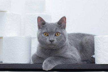 Kedi ve tuvalet kağıdı. Kağıt stoğundaki genel panik. Tuvalet kağıdı eksikliği. Gri İngiliz ev kedisi.
