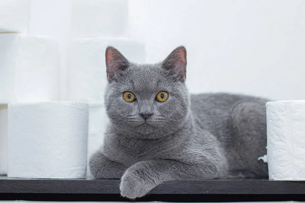 Cat and toilet paper . The General panic on the stock of paper. The lack of toilet paper. Grey British house cat.