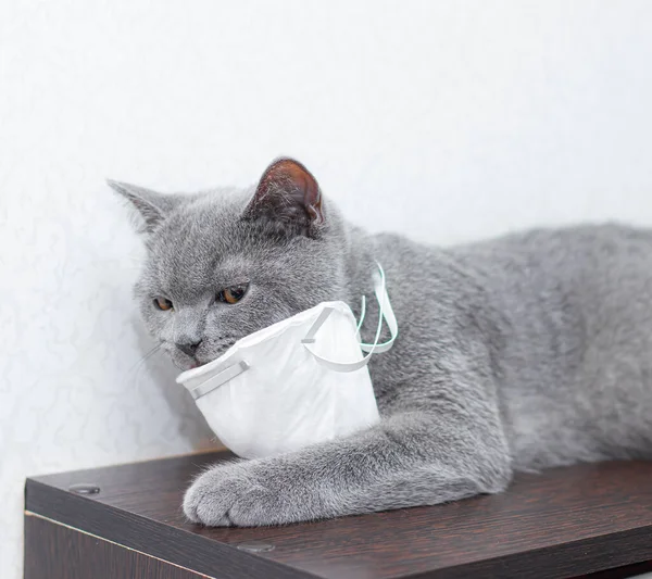 Gato Cinzento Com Uma Máscara Médica Saúde Animal Coronavírus Doença — Fotografia de Stock