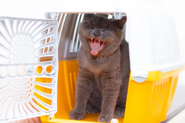 Die Katze Sitzt Einem Tiertransporter Haustier Tiertransporte Artikel Über Tiertransporte — Stockfoto