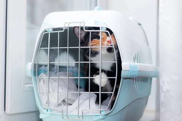 Die Katze Sitzt Einer Transportbox Für Tiere Ein Haustier Tiertransporte — Stockfoto