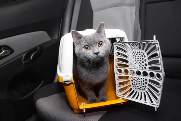 Pet Carrier Dalam Mobil Kursi Aman Transportasi Hewan Peliharaan Berpergian Stok Lukisan  