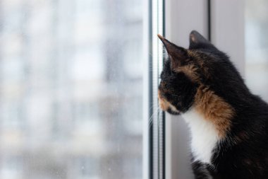 Güzel renkli kedi pencere pervazında oturuyor ve pencereye bakıyor. Evcil Hayvanlar hakkında makale. Hayvan dersleri hakkında makale. kedi üç renkli