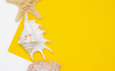 Deniz kabuğunun sarı bir arka planı var. Yazı için yeri olan bir tatil afişi. Yaz. Merhaba yaz. Sarı arka planda bir kabuk. Deniz yaşamı