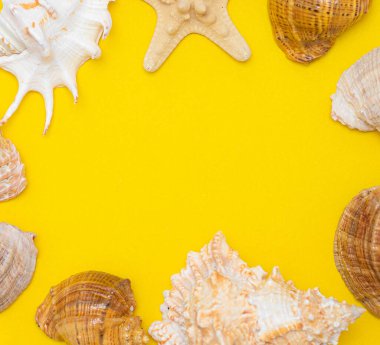 Deniz kabuğunun sarı bir arka planı var. Yazı için yeri olan bir tatil afişi. Yaz. Merhaba yaz. Sarı arka planda bir kabuk. Deniz yaşamı