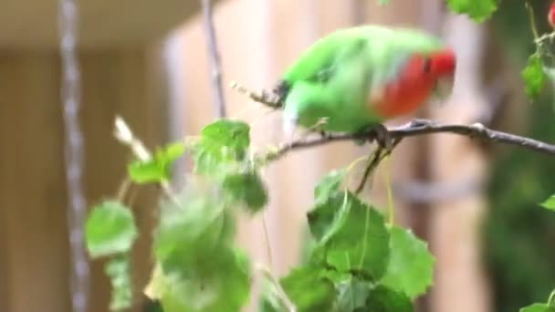 Parrots in the zoo. Green little parrots on a branch in a zoo. Birds in captivity. Behavior of birds in a zoo. — Stock Video