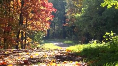 Autumn Park 'ta. Manzara sonbahar güneşli parkı. Kırmızı akçaağaç rüzgarda sallanıyor. Güzel doğa..