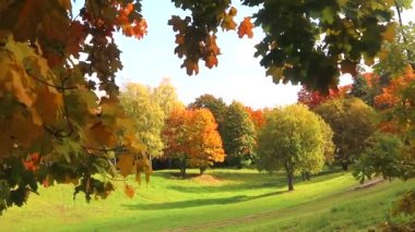 Autumn Park 'ta. Manzara sonbahar güneşli parkı. Kırmızı akçaağaç rüzgarda sallanıyor. Güzel doğa..