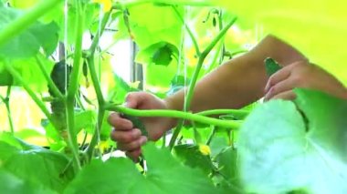 Bir serada salatalık topluyorum. Ev yapımı mahsul. Bahçendeki sebzeler. Çiftlik ürünleri toplama konsepti. Sağlıklı beslenme