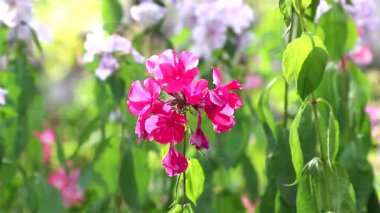 Rüzgardaki pembe çiçek. Rüzgarda sallanan güzel pembe bir çiçek. Yaz bitkileri ve çiçekler