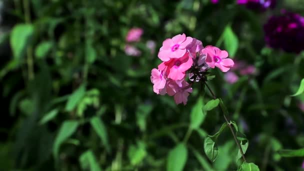 Roze bloem in de wind. Een mooie roze bloem zwaait in de wind. Zomerplanten en -bloemen — Stockvideo