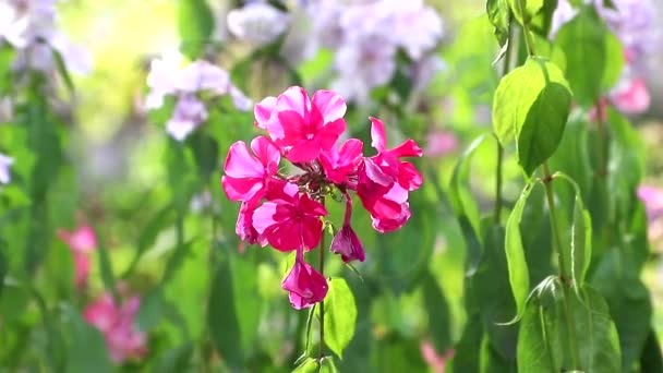 粉红色的花在风中飘扬.一朵美丽的粉红花朵在风中飘扬.夏天的植物和花卉 — 图库视频影像