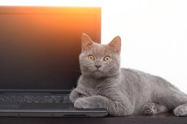 Kedi dizüstü bilgisayarın üzerinde yatıyor. Evcil hayvan. Bilgisayarda çalışıyorum. İngilizleri çiftleştir. Evcil hayvanların boş zamanlarıyla ilgili makale ve reklamlar için stüdyo çekimi kavramı.