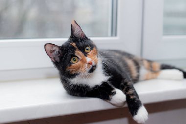 Güzel renkli kedi pencere pervazında oturuyor ve pencereye bakıyor. Evcil Hayvanlar hakkında makale. Hayvan dersleri hakkında makale. kedi üç renkli