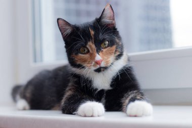 Güzel renkli kedi pencere pervazında oturuyor ve pencereye bakıyor. Evcil Hayvanlar hakkında makale. Hayvan dersleri hakkında makale. kedi üç renkli