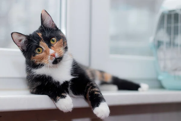 Gato Cor Bonita Sentado Peitoril Janela Olhando Para Janela Artigo — Fotografia de Stock