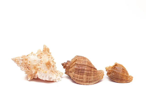 Seashell Isolato Uno Sfondo Bianco Gli Abitanti Del Mare Shell — Foto Stock