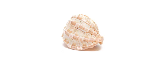 Seashell Απομονώνονται Λευκό Φόντο Κάτοικοι Της Θάλασσας Shell Θέση Για — Φωτογραφία Αρχείου