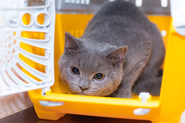 Die Katze Sitzt Einem Tiertransporter Haustier Tiertransporte Artikel Über Tiertransporte — Stockfoto
