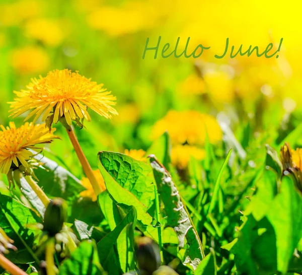 Hej Juni Blommor Banner Hallå Juni Säsong Sommar Maskrosor Gula — Stockfoto