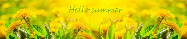 Hello Summer Banner Text Photo Dandelions Yellow Dandelions New Season — Stock Photo, Image