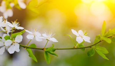 Çiçek açan bir kirazın güzel bir dalı. Çiçek arkaplan. Bahar çiçekleri. Keklik ve kekik. Çiçek açan bahçe ağaçları hakkında bir makale..