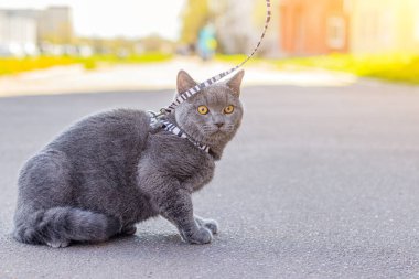 Walk the cat on the harness. Pet for a walk. Pet is afraid of the street. An article about walking cats. An article about the fear of street pets. British breed cat. The cat is sitting on the pavement. Walking the animal during the coronavirus. Walk  clipart