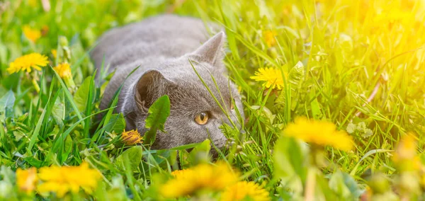 Seekor Kucing Abu Abu Duduk Dandelion Kucing Bunga Foto Yang Stok Lukisan  