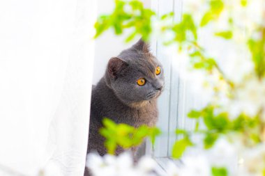 Kedi pencere pervazında oturuyordu. Gri İngiliz kedisi ve turuncu gözlü. Güzel evcil kedi. Bulmacanın üzerinde güzel bir fotoğraf.
