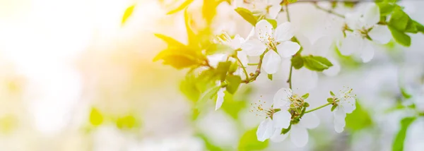Piękna Gałąź Kwitnącej Wiśni Kwiatowe Tło Wiosenne Kwiaty Tłoki Pręty — Zdjęcie stockowe