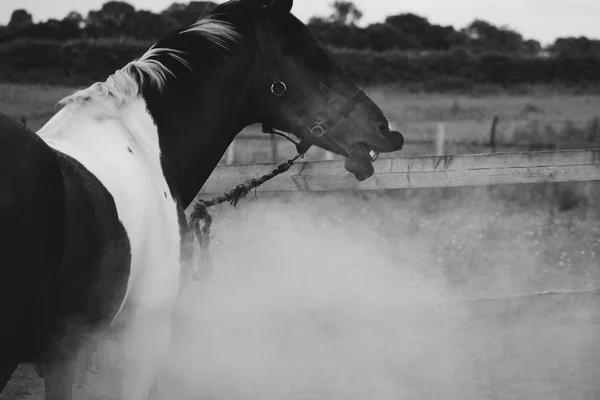 Úžasné černé a bílé záběr koně — Stock fotografie