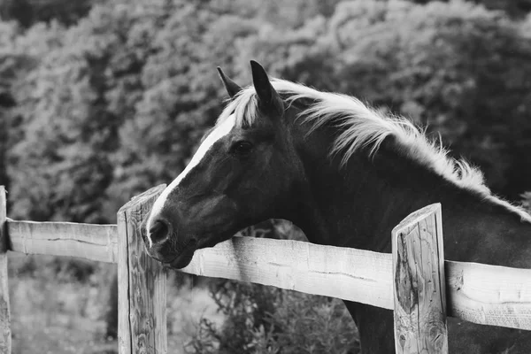 Equídeos preto e branco fotografias — Fotografia de Stock