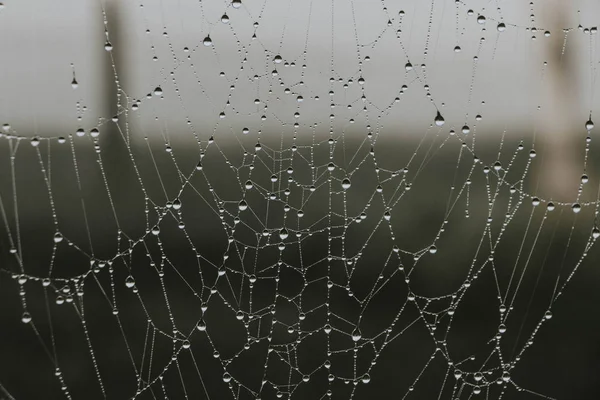 Délicate toile d'araignée recouverte de gouttes de pluie — Photo