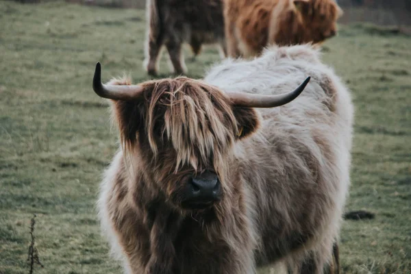 フィールドのハイランド牛 — ストック写真
