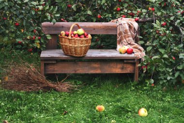 sepet elma bahçesinde bir bankta
