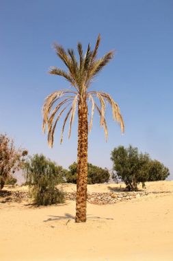 Kuru palmiye ağacı Sina Çölü'nde