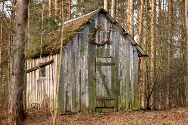 Hunters Hus Med Rådjur Horn Höst Barrskogen — Stockfoto