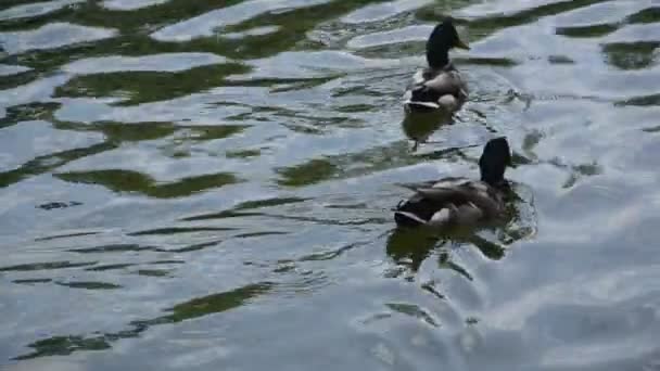 Un gruppo di anatre sta nuotando nel fiume. Luminosa giornata di sole — Video Stock