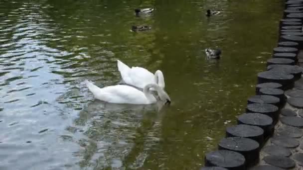 Due cigni bianchi nuotano in un lago di foresta. Idillio . — Video Stock