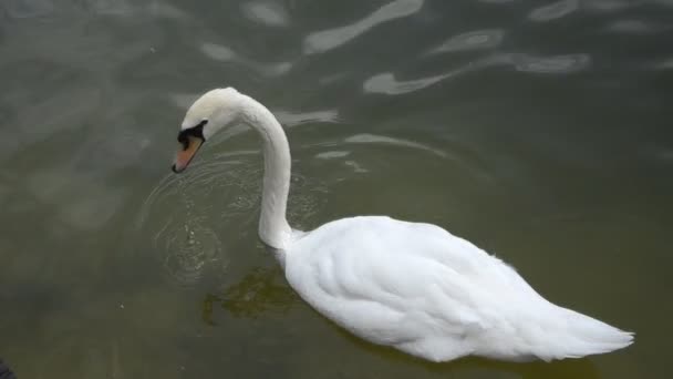 Bílá labuť plave v forest lake. Krása — Stock video